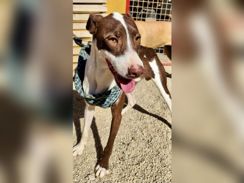 Nutello  freundlich, lässt sich gerne anfassen und aufmerksam