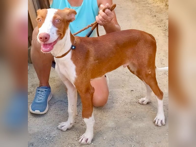 Amigo - Podenco Andaluz Rüde - neugierig, agil, lernwillig