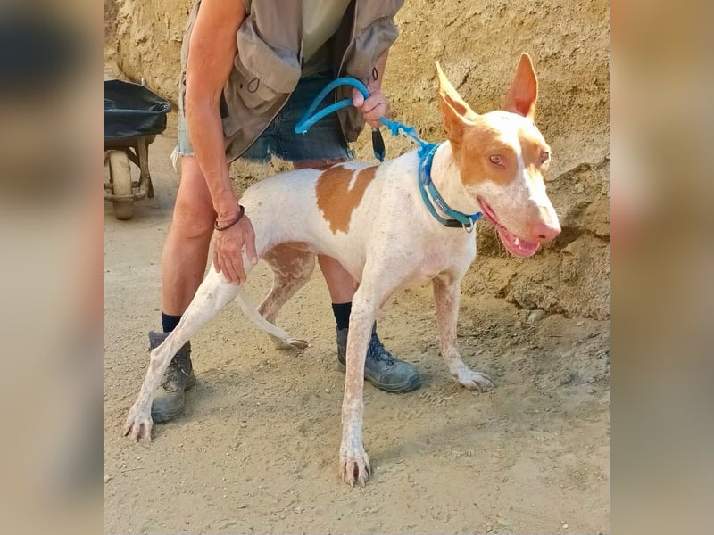 Aravis - Podenco Andaluz Hündin - freundlich, neugierig, lernwillig