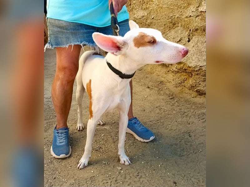Dingo - Podenco Andaluz Rüde - neugierg, zutraulich, aktiv