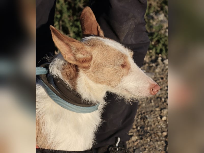 Happy - verschmust, lernwillig und neugierig