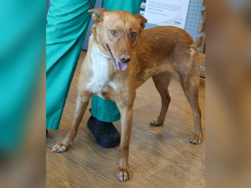 Coral, lernt schnell, verschmust und Familiengeeignet