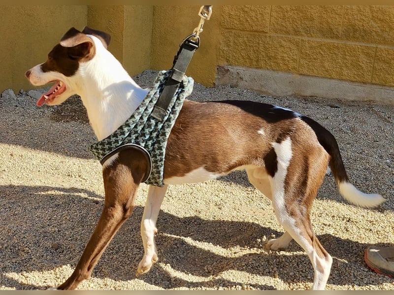 Nutello  freundlich, lässt sich gerne anfassen und aufmerksam