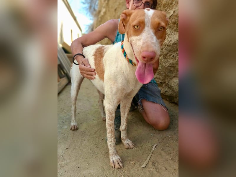 Hesperia, Podenco-Mix - neugierig, verschmust, Familien geeignet