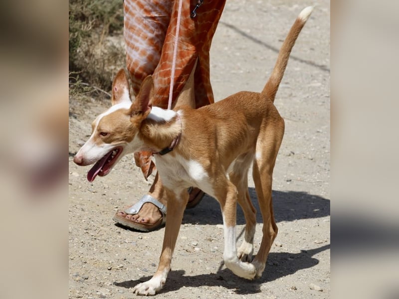 Rood - freundlich, aufgeschlossen und neugierig