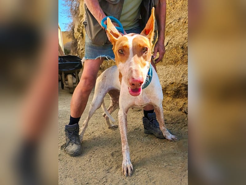 Aravis - Podenco Andaluz Hündin - freundlich, neugierig, lernwillig