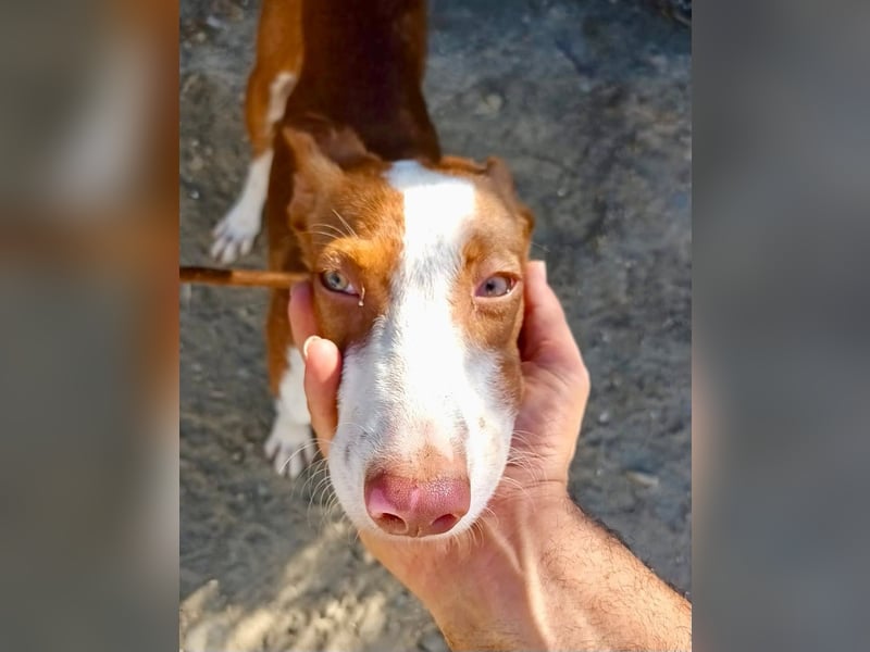 Amigo - Podenco Andaluz Rüde - neugierig, agil, lernwillig
