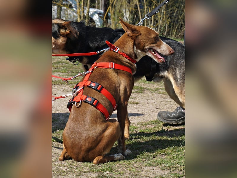 Roqui - loyal, freundlich und lernwillig / BEREITS IN DEUTSCHLAND