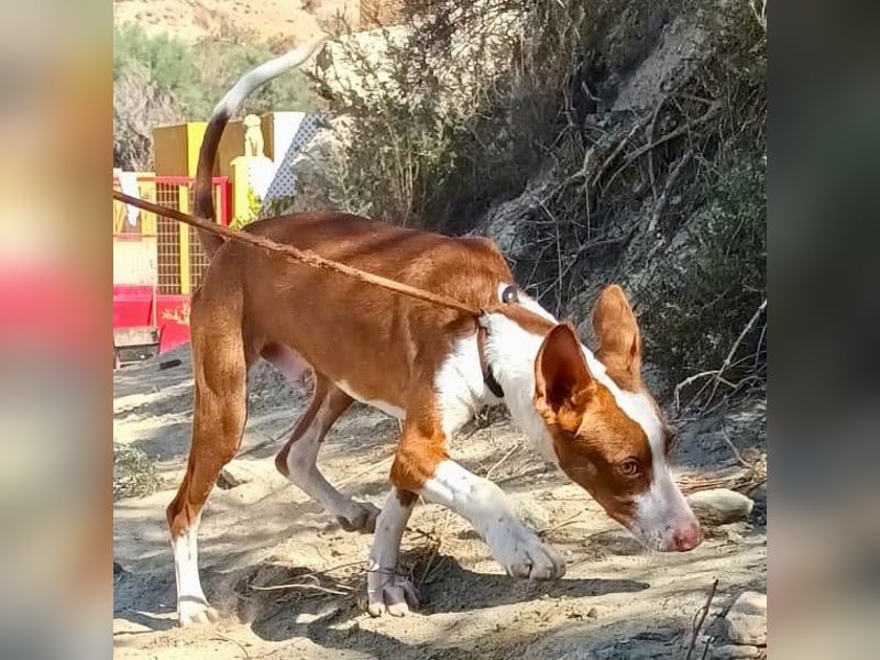 Amigo - Podenco Andaluz Rüde - neugierig, agil, lernwillig