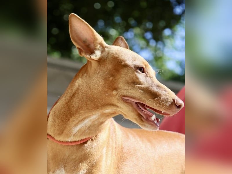 Florinda, freundlich, verspielt, neugierig, bereits in Deutschland