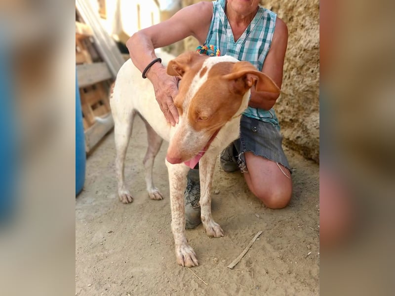 Hesperia, Podenco-Mix - neugierig, verschmust, Familien geeignet