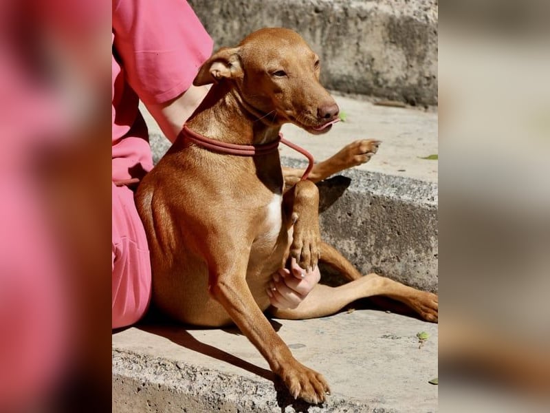 Florinda, freundlich, verspielt, neugierig, bereits in Deutschland