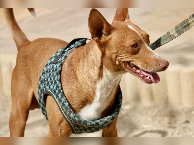 Willie - verschmust, freundlich und neugierig