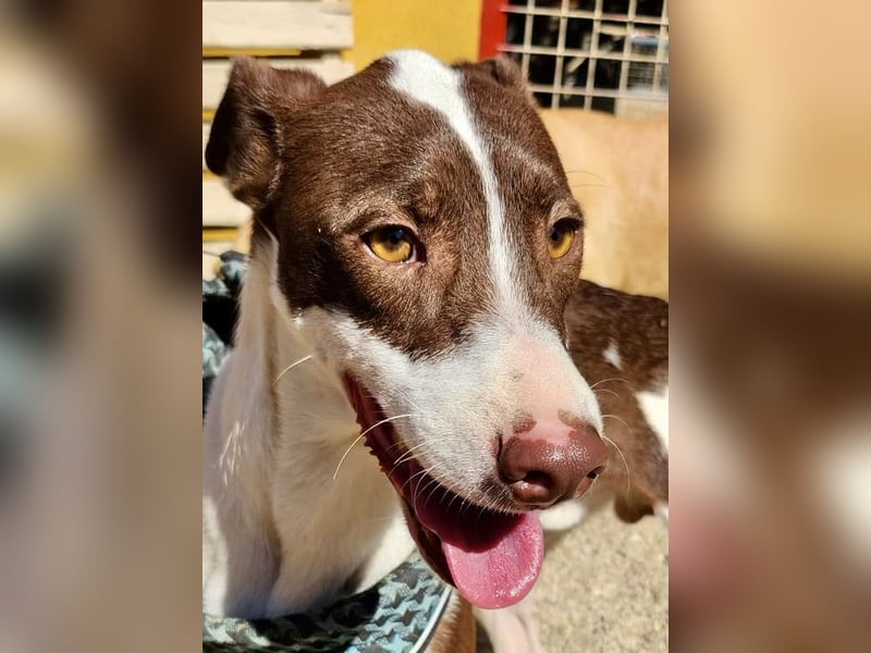 Nutello  freundlich, lässt sich gerne anfassen und aufmerksam