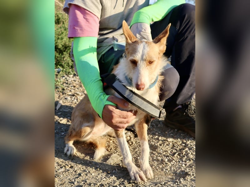 Happy - verschmust, lernwillig und neugierig