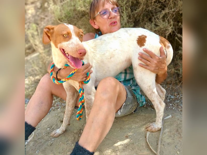 Hesperia, Podenco-Mix - neugierig, verschmust, Familien geeignet