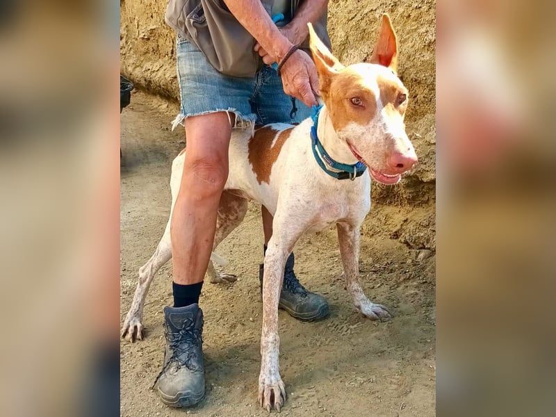 Aravis - Podenco Andaluz Hündin - freundlich, neugierig, lernwillig