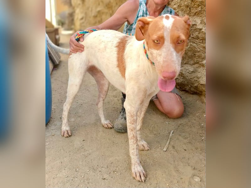Hesperia, Podenco-Mix - neugierig, verschmust, Familien geeignet