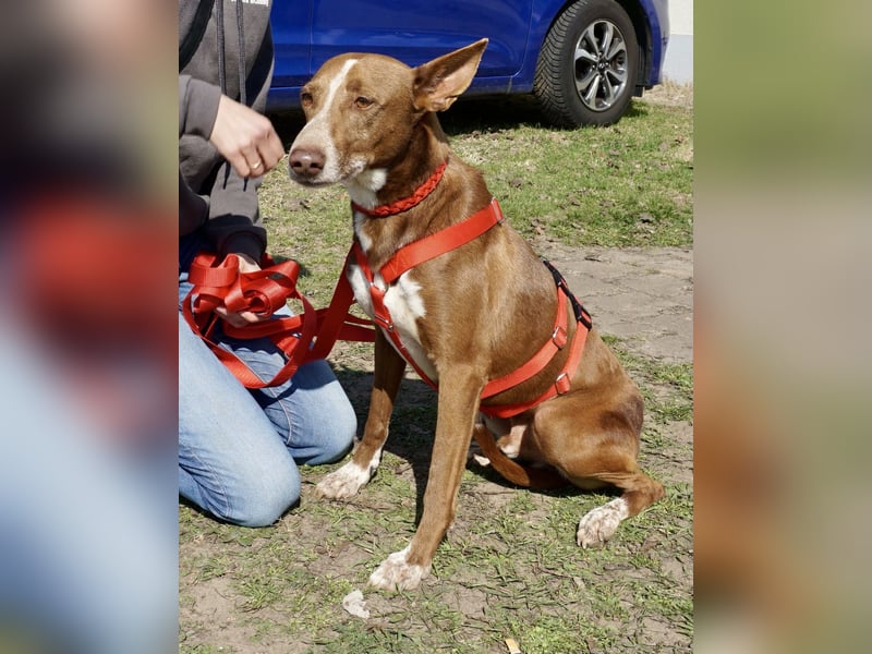 Roqui - loyal, freundlich und lernwillig / BEREITS IN DEUTSCHLAND