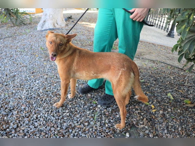 Coral, lernt schnell, verschmust und Familiengeeignet