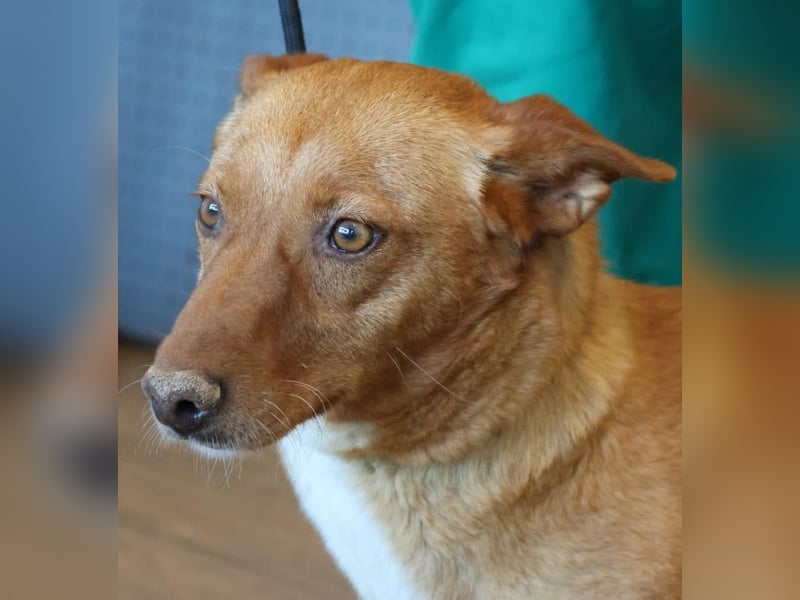 Coral, lernt schnell, verschmust und Familiengeeignet