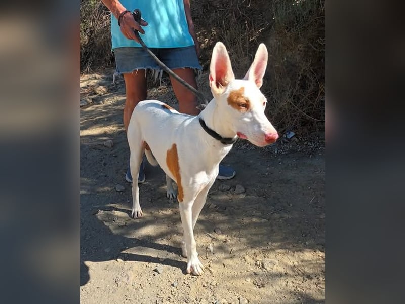Dingo - Podenco Andaluz Rüde - neugierg, zutraulich, aktiv