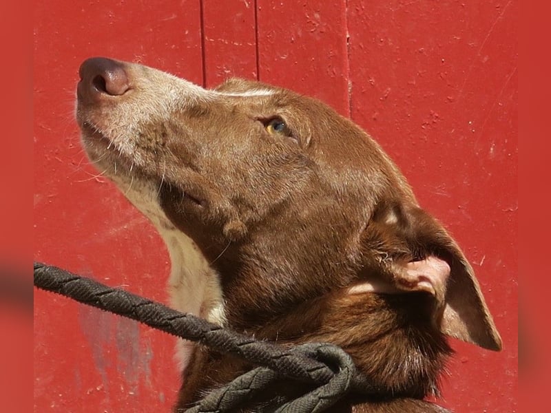Roqui - loyal, freundlich und lernwillig / BEREITS IN DEUTSCHLAND