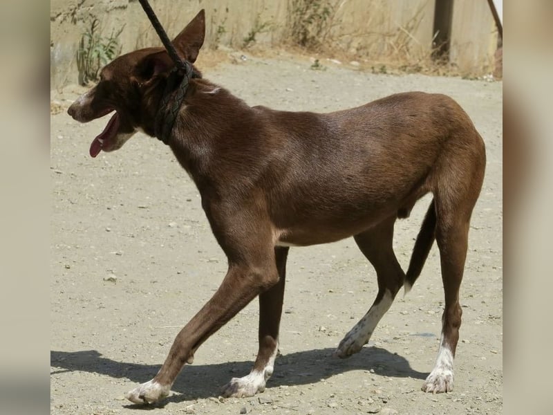 Roqui - sehr loyal, klug und freundlich