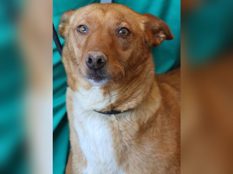 Coral, lernt schnell, verschmust und Familiengeeignet