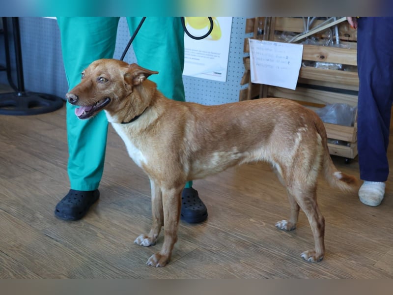 Coral, lernt schnell, verschmust und Familiengeeignet