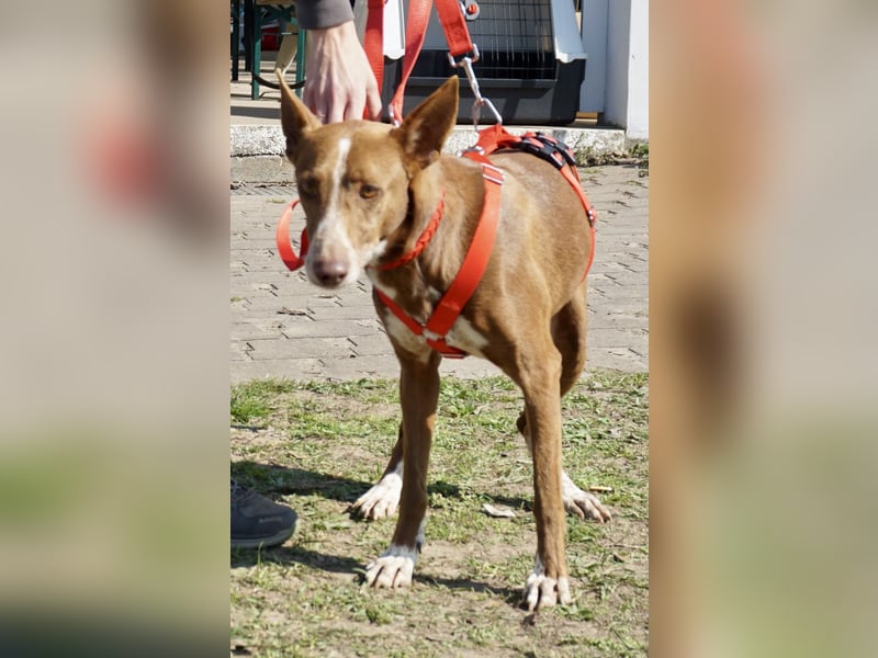 Roqui - loyal, freundlich und lernwillig / BEREITS IN DEUTSCHLAND