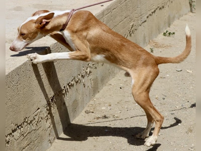 Rood - freundlich, aufgeschlossen und neugierig