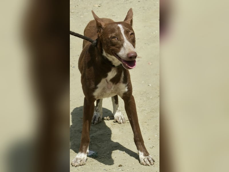 Roqui - loyal, freundlich und lernwillig / BEREITS IN DEUTSCHLAND