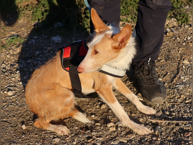 Happy - verschmust, lernwillig und neugierig