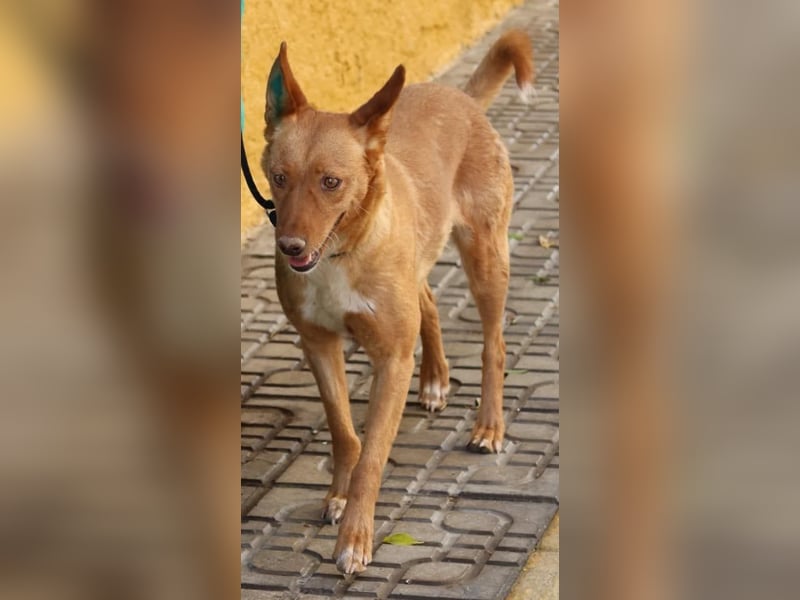 Coral, lernt schnell, verschmust und Familiengeeignet