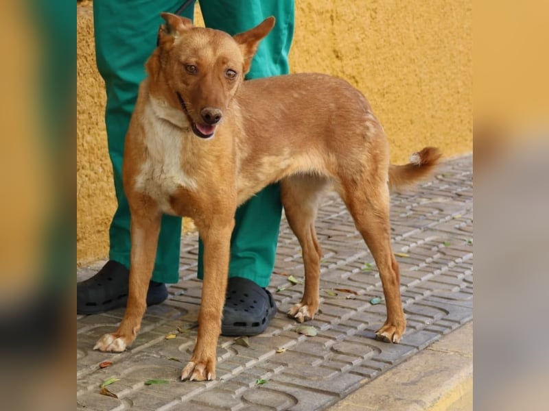 Coral, lernt schnell, verschmust und Familiengeeignet