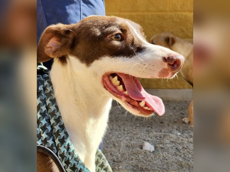 Nutello  freundlich, lässt sich gerne anfassen und aufmerksam