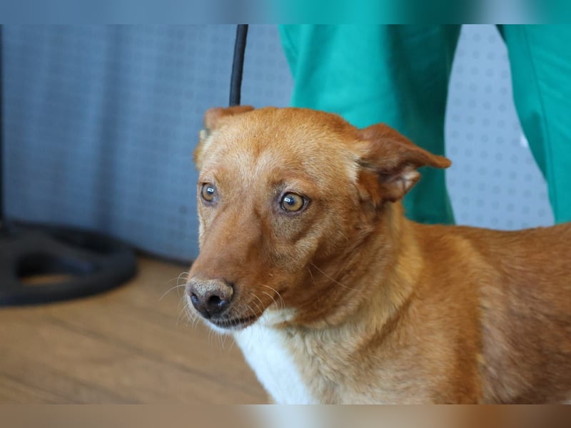 Coral, lernt schnell, verschmust und Familiengeeignet