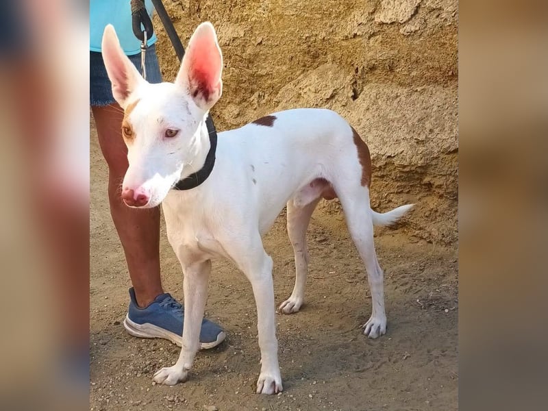 Dingo - Podenco Andaluz Rüde - neugierg, zutraulich, aktiv