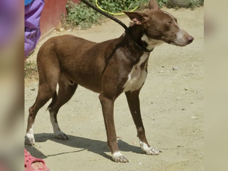 Roqui - loyal, freundlich und lernwillig / BEREITS IN DEUTSCHLAND
