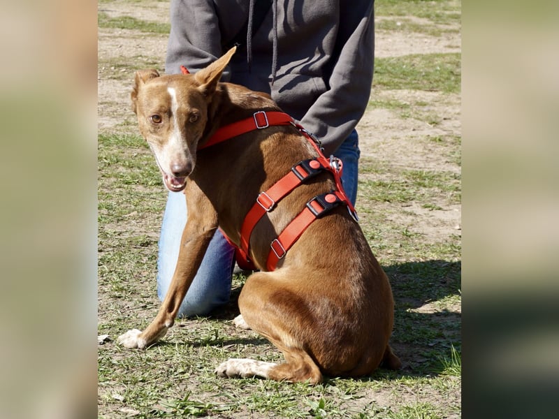 Roqui - loyal, freundlich und lernwillig / BEREITS IN DEUTSCHLAND