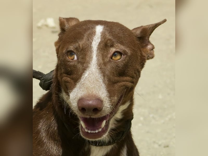 Roqui - loyal, freundlich und lernwillig / BEREITS IN DEUTSCHLAND