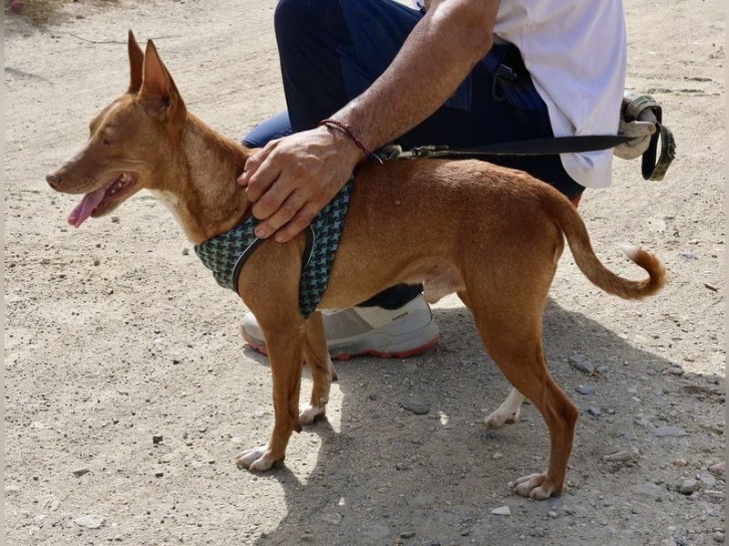 Willie - verschmust, leinenführig und freundlich