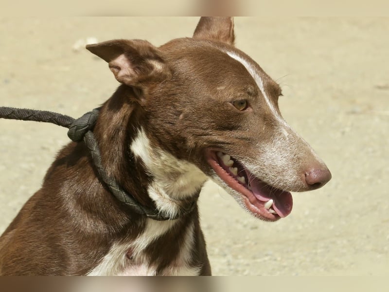 Roqui - loyal, freundlich und lernwillig / BEREITS IN DEUTSCHLAND