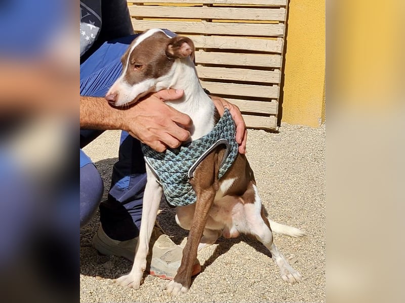 Nutello  freundlich, lässt sich gerne anfassen und aufmerksam