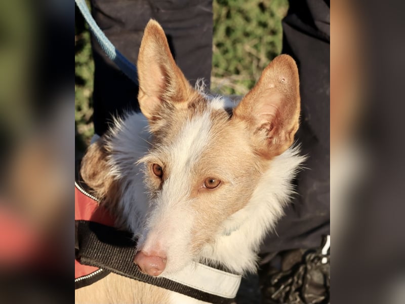 Happy - verschmust, lernwillig und neugierig