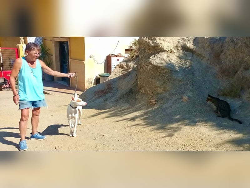 Dingo - Podenco Andaluz Rüde - neugierg, zutraulich, aktiv