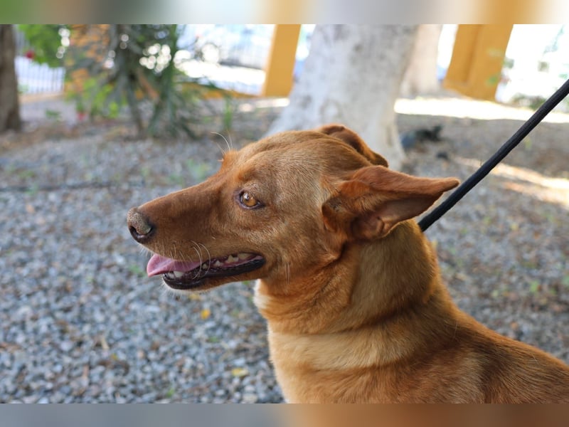 Coral, lernt schnell, verschmust und Familiengeeignet