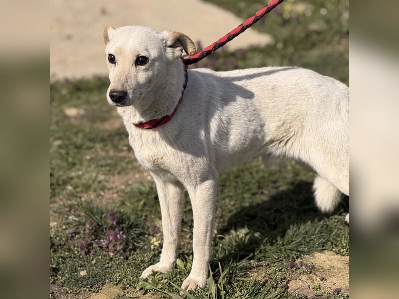 Orion - ein sehr zartes Wesen