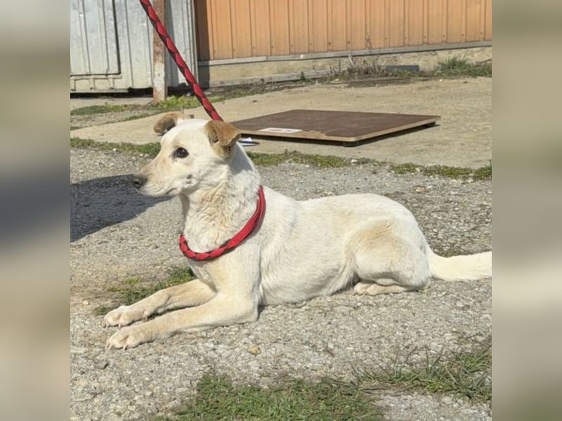 Orion - ein sehr zartes Wesen